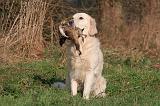 GOLDEN RETRIEVER 1011